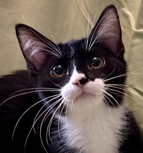 picture of the cat needing adoption