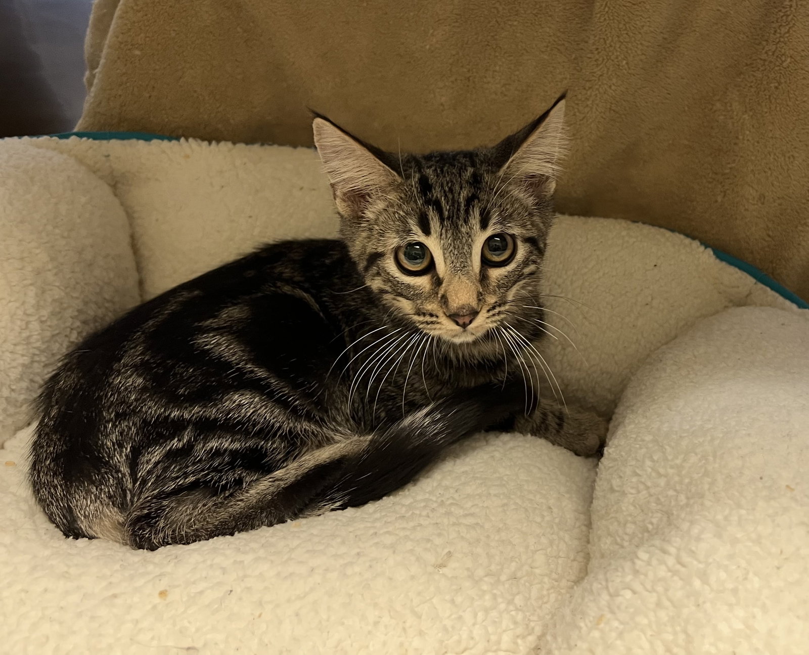 Cat adoption in Phoenix, AZ 85029 Maine Coon / Domestic Long Hair