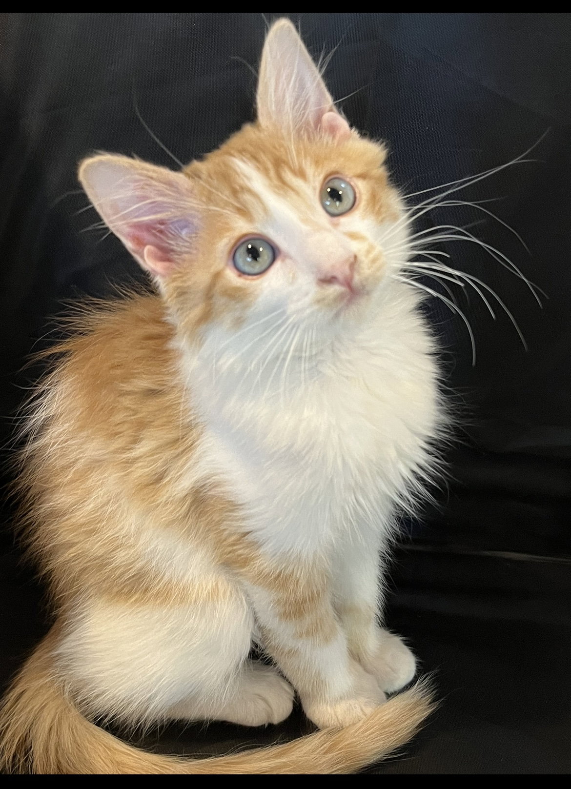 Cat adoption in Phoenix, AZ 85029 Maine Coon / Domestic Long Hair