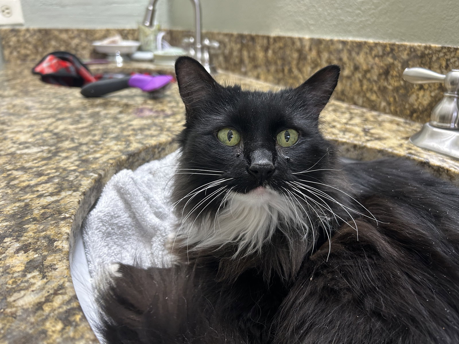 Cats for Adoption in Phoenix, Arizona Alpha Paw