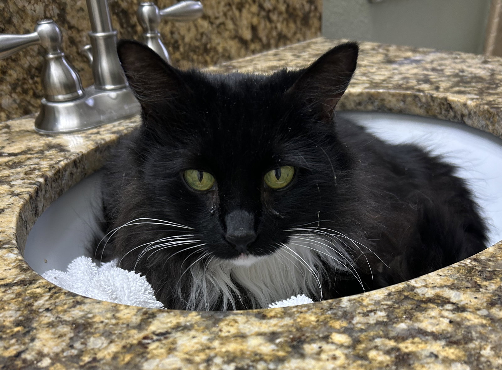 Cats for Adoption in Phoenix, Arizona Alpha Paw
