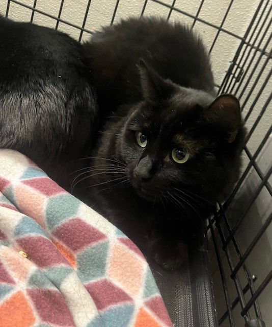 adoptable Cat in Phoenix, AZ named Ghost