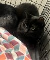 adoptable Cat in  named Ghost