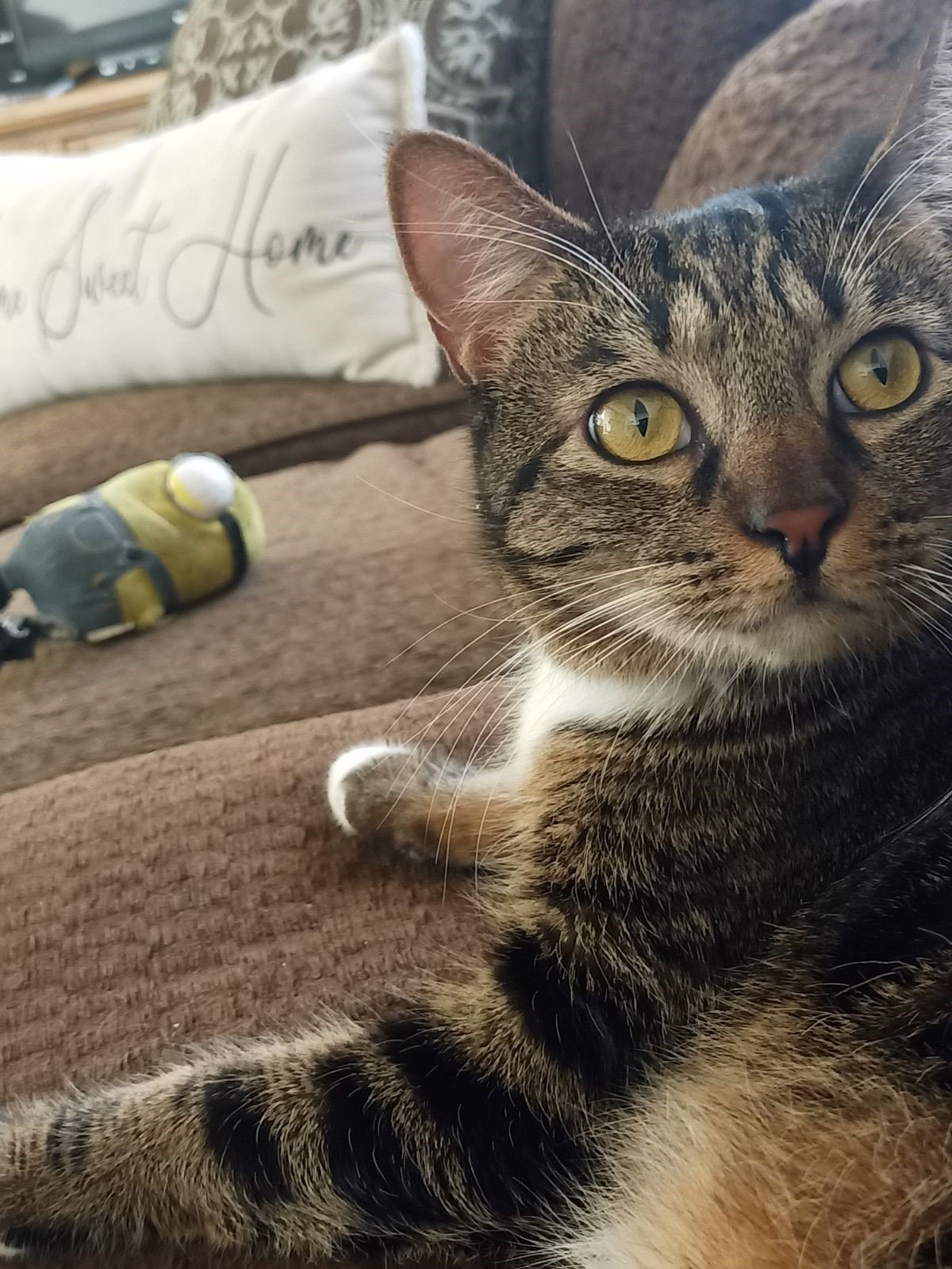 adoptable Cat in Phoenix, AZ named Amber