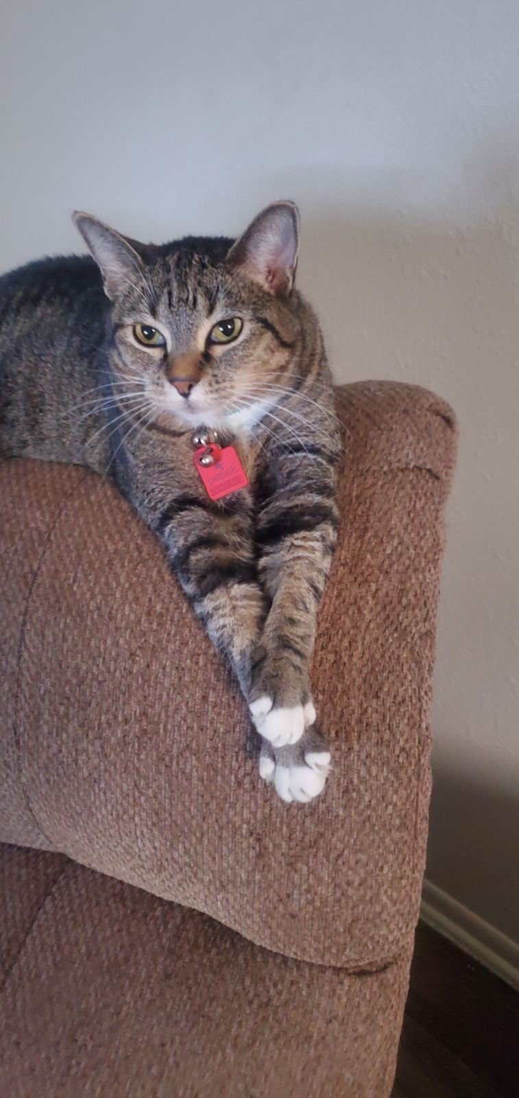 adoptable Cat in Phoenix, AZ named Mary Jane
