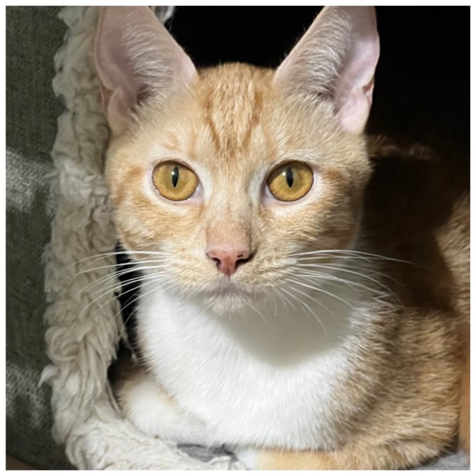 adoptable Cat in Phoenix, AZ named Apricot