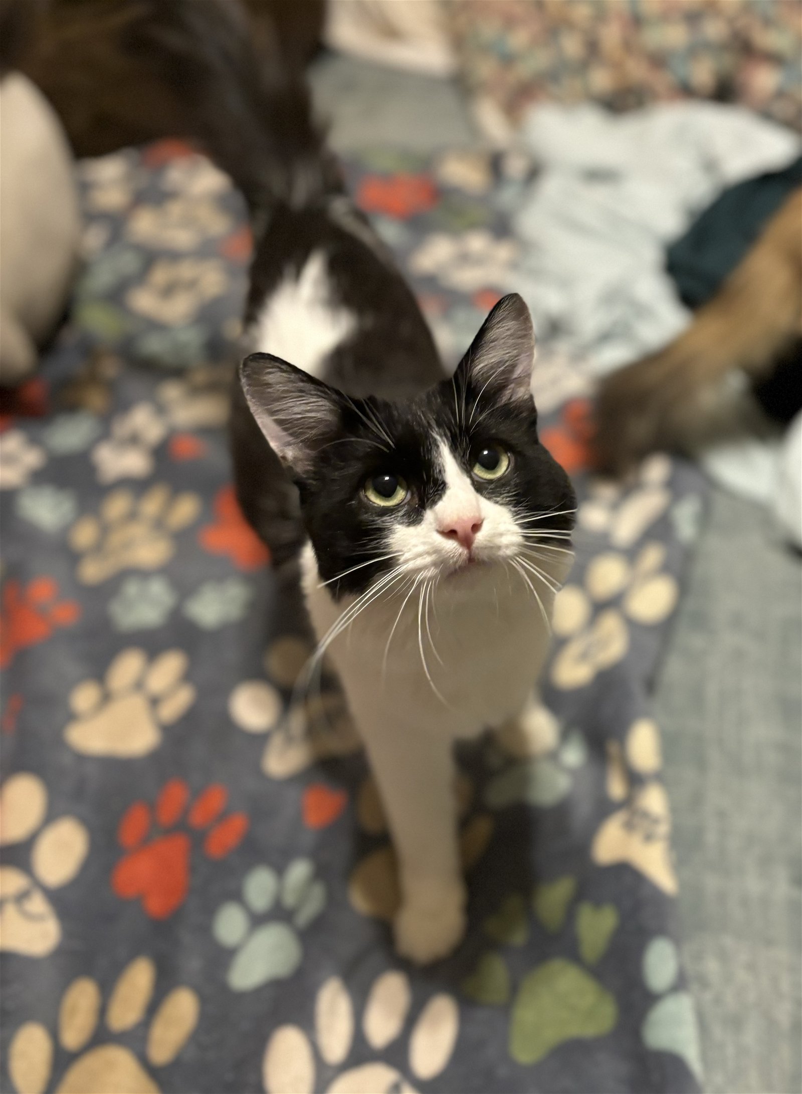 adoptable Cat in Glendale, AZ named Drax