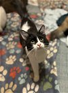 adoptable Cat in glendale, AZ named Drax