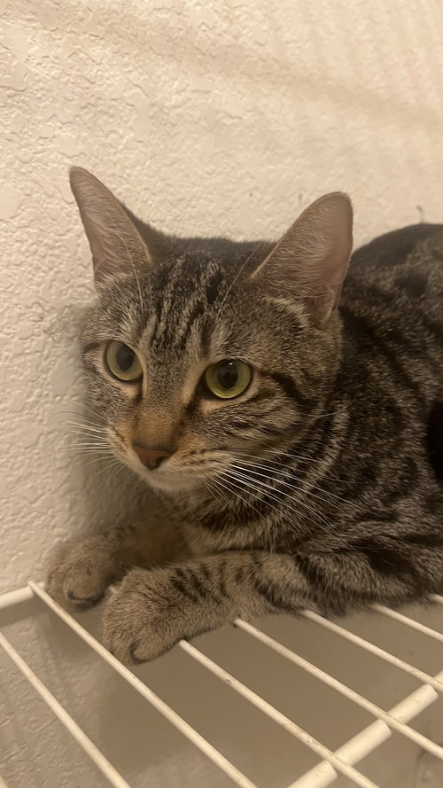 MARGOT - Tabby / Domestic Short Hair available for adoption