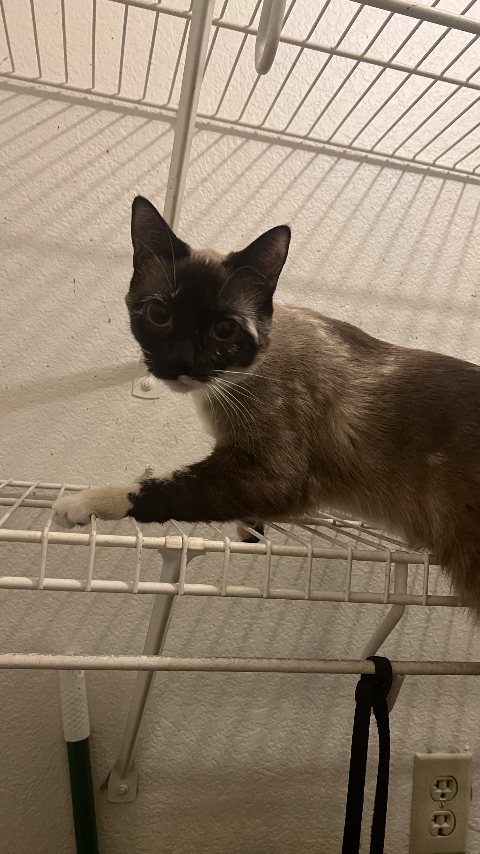 Cats for Adoption in Fountain Hills, Arizona Alpha Paw