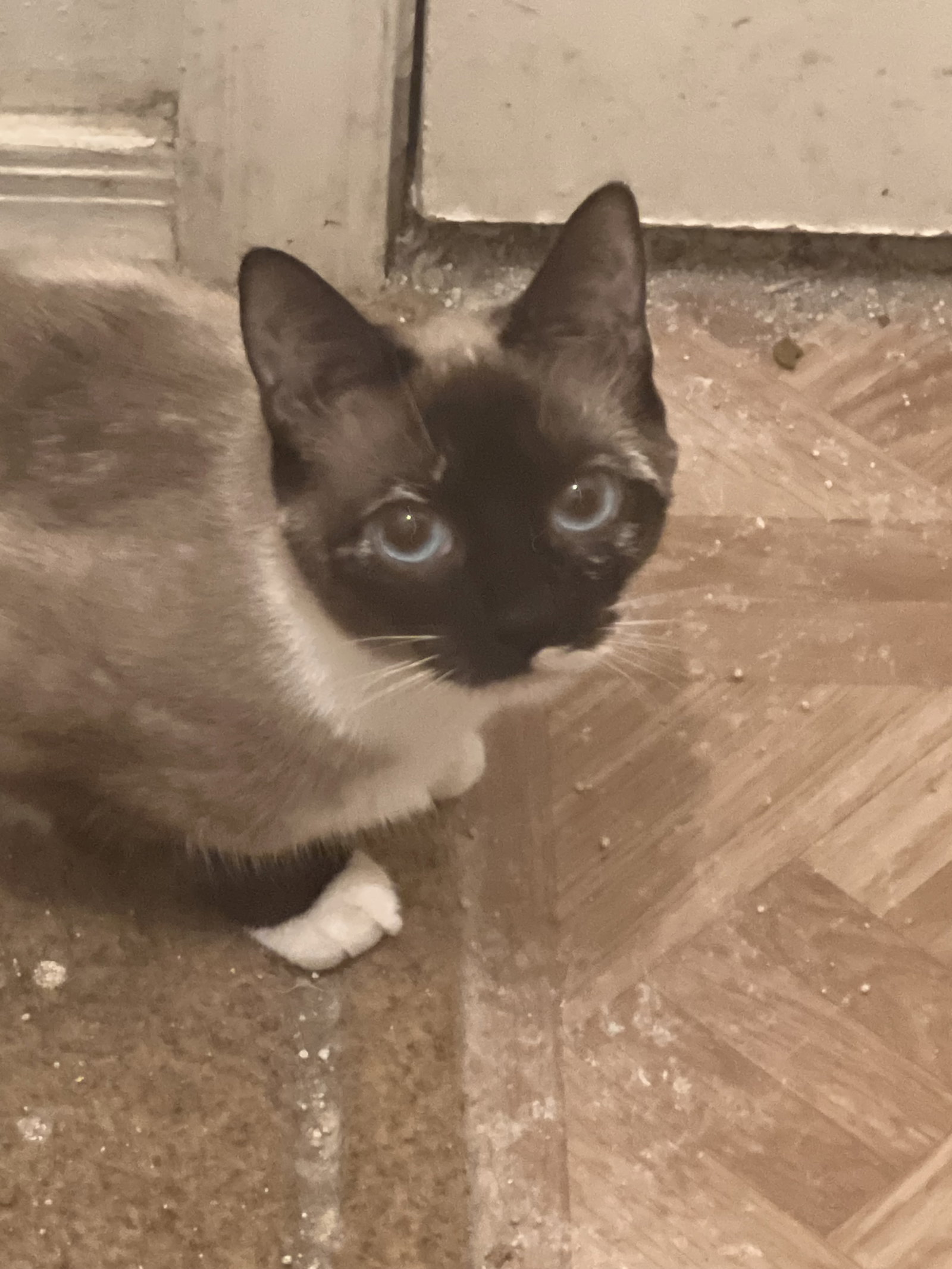 Cats for Adoption in Fountain Hills, Arizona Alpha Paw
