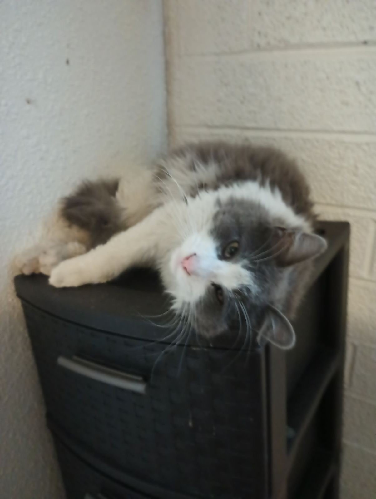 adoptable Cat in Phoenix, AZ named Kevin