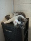 adoptable Cat in , AZ named Kevin