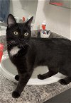 adoptable Cat in  named Pickles