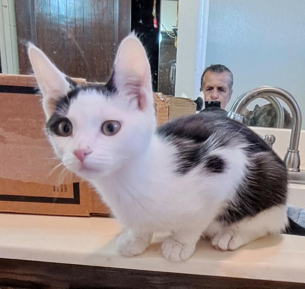 Cats for Adoption in Fountain Hills, Arizona Alpha Paw