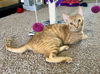 adoptable Cat in phoenix, AZ named Fig CH Kitty