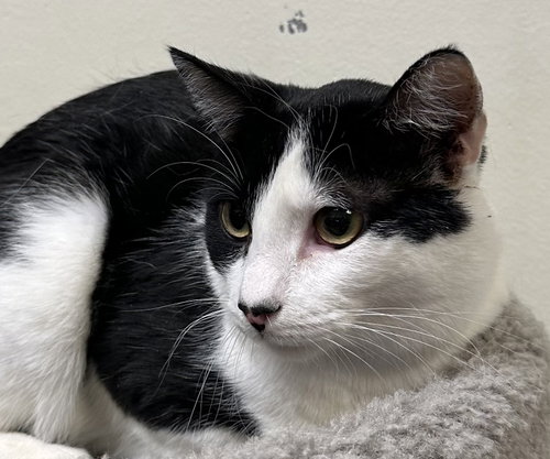Clover, Adult Domestic Short Hair (short coat), cat for adoption in Buckeye, Arizona