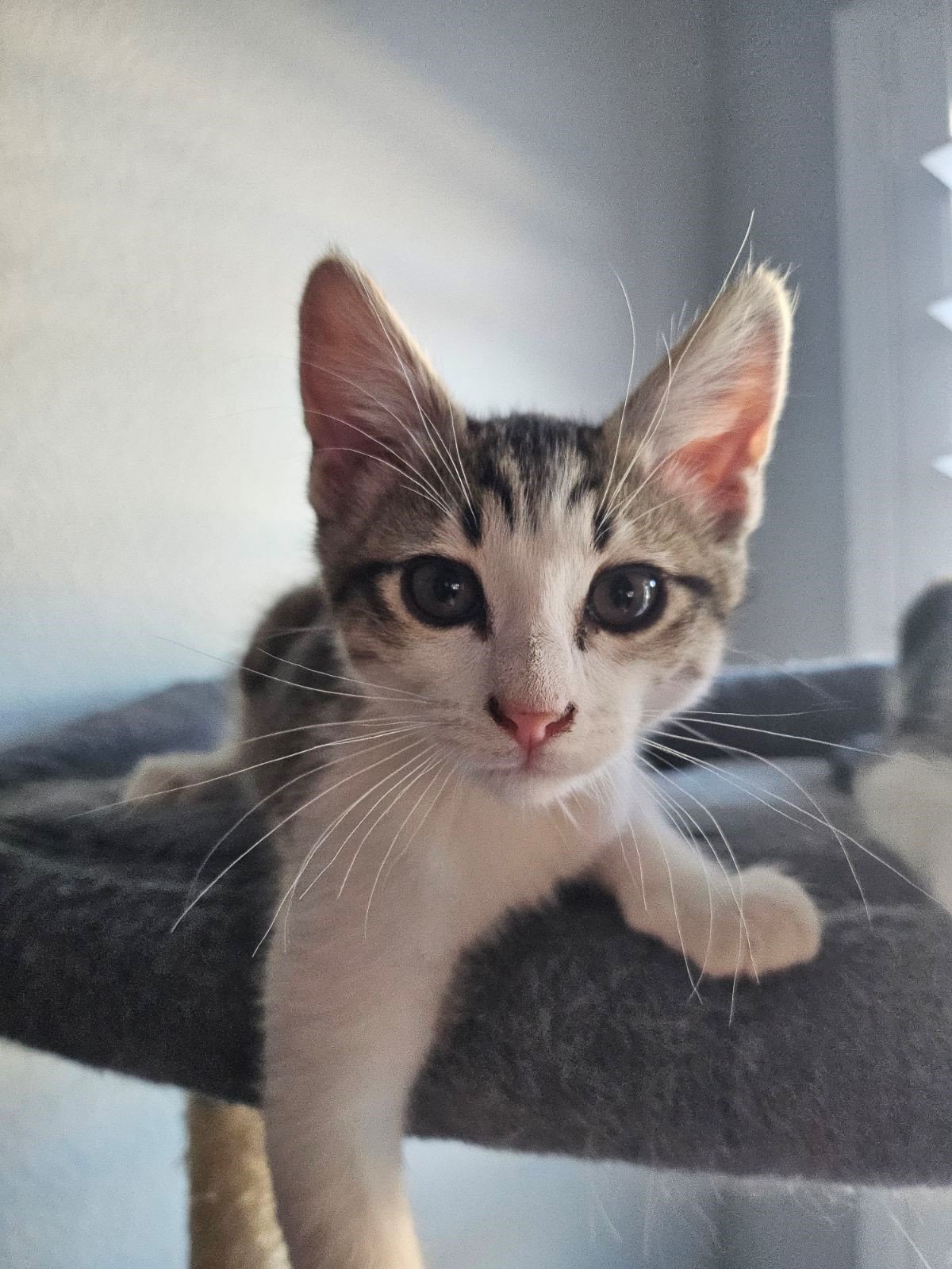 adoptable Cat in Phoenix, AZ named Nutmeg