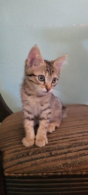 adoptable Cat in Phoenix, AZ named Rocky