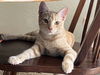 adoptable Cat in Phoenix, AZ named J.J.