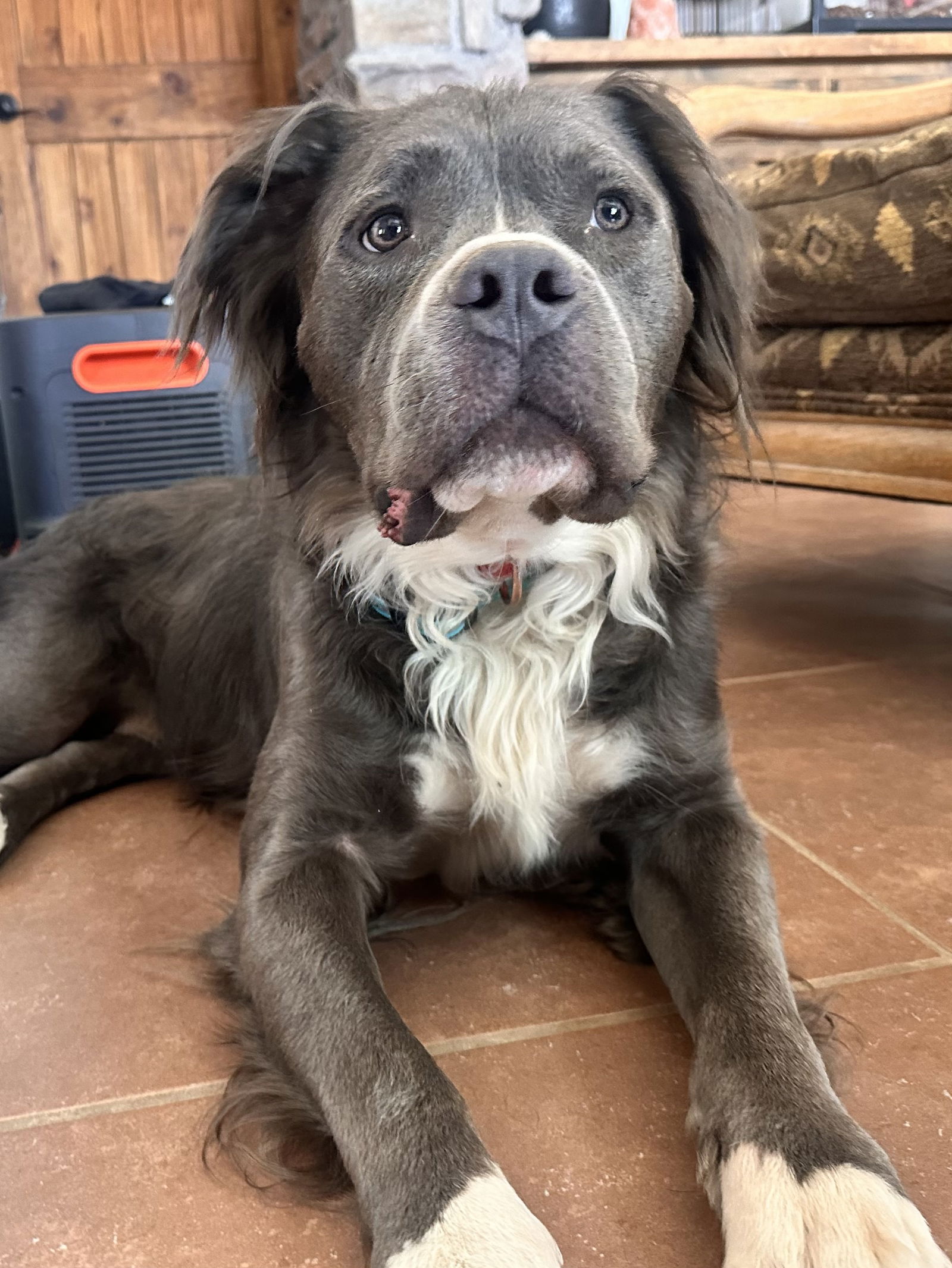 adoptable Dog in Phoenix, AZ named Bubba Bear