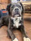 adoptable Dog in Phoenix, AZ named Bubba Bear