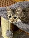 adoptable Cat in Phoenix, AZ named Honey Bunny