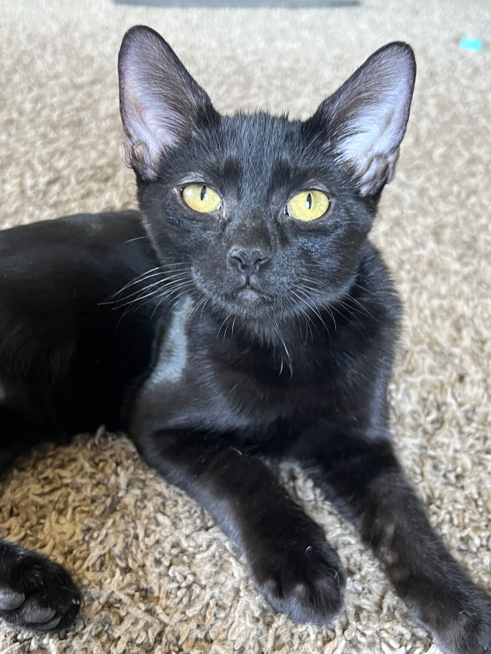 adoptable Cat in Phoenix, AZ named Hansel