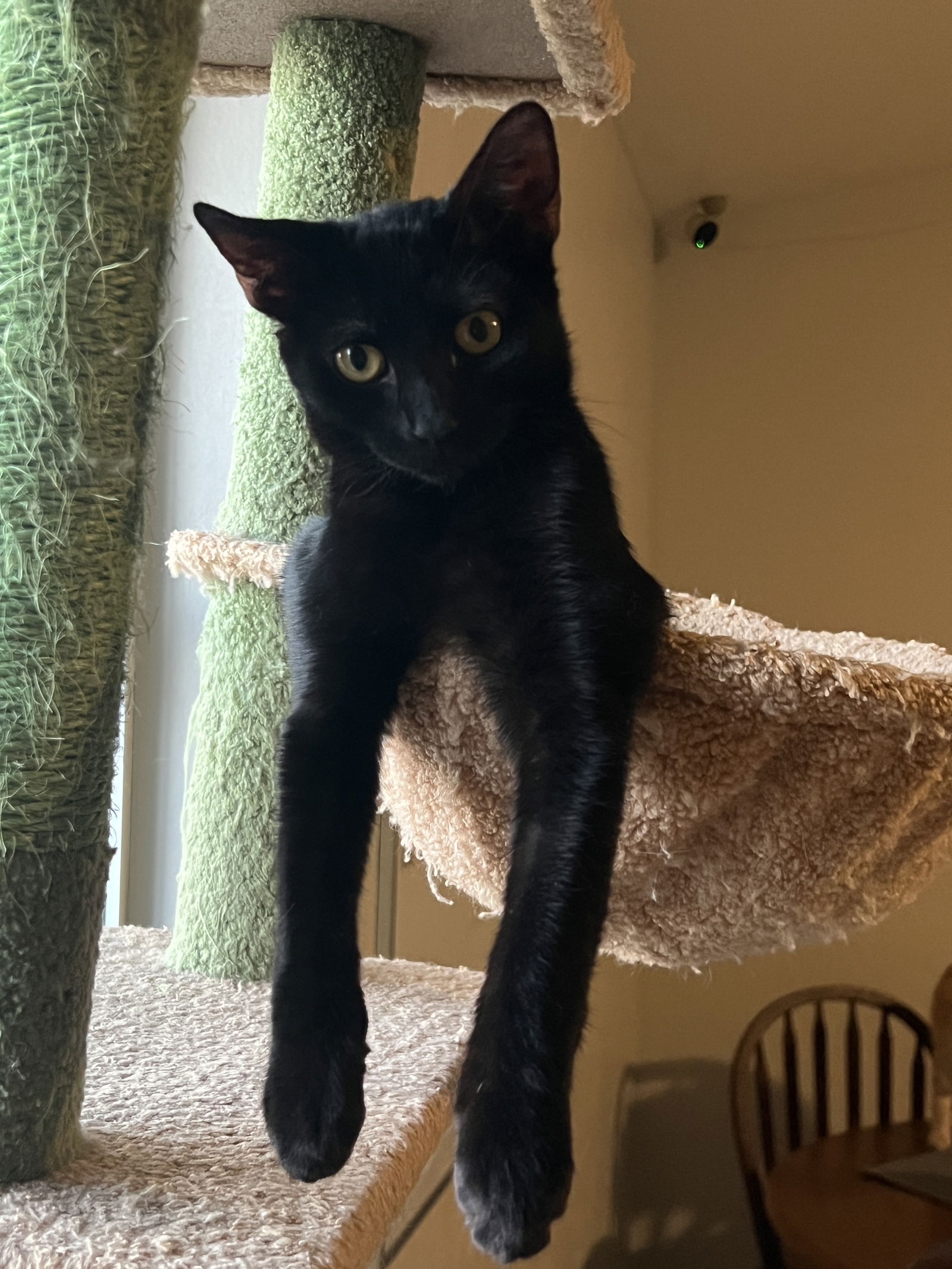 adoptable Cat in Phoenix, AZ named Hansel