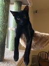 adoptable Cat in phoenix, AZ named Hansel