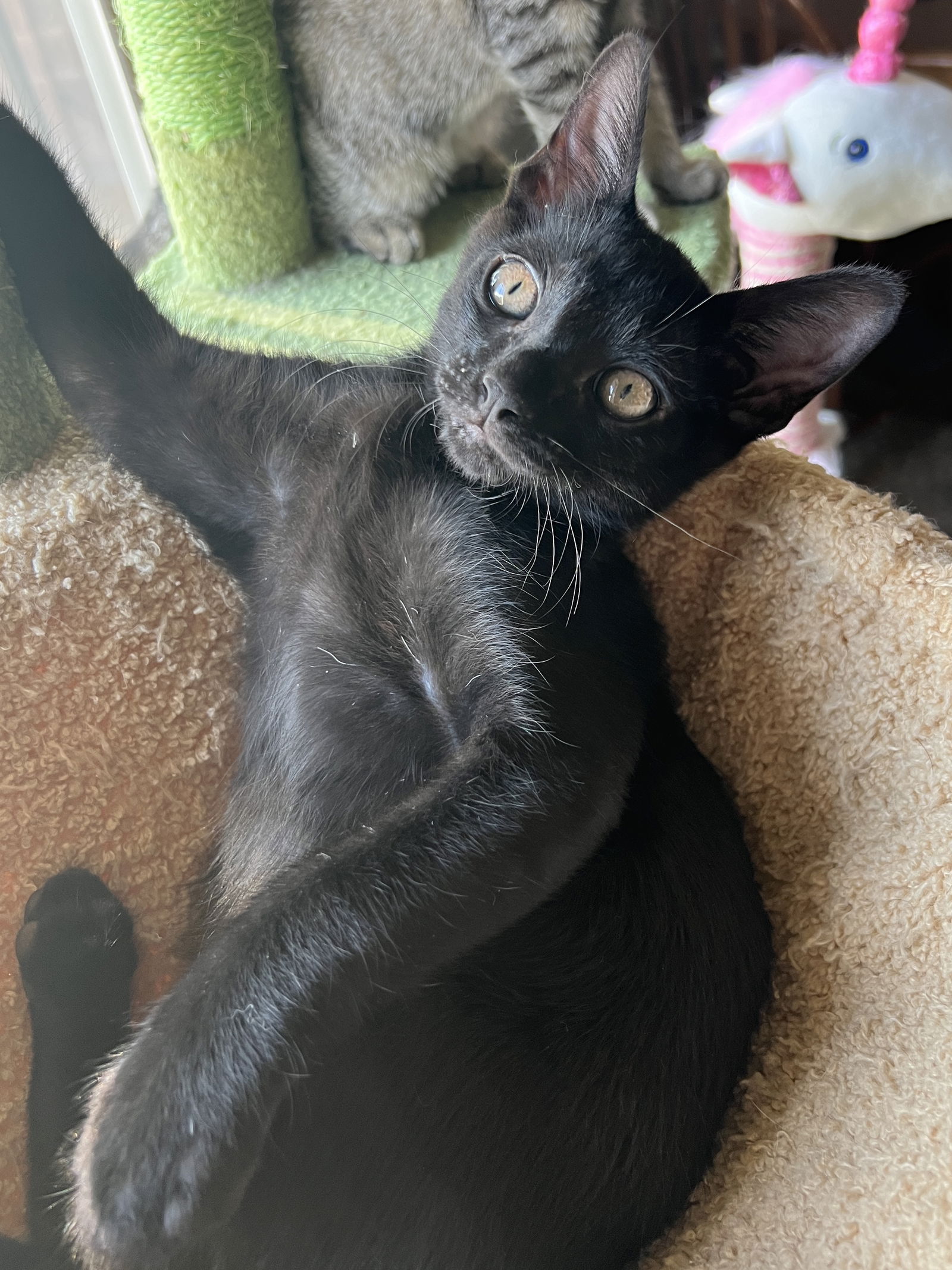 adoptable Cat in Phoenix, AZ named Chase