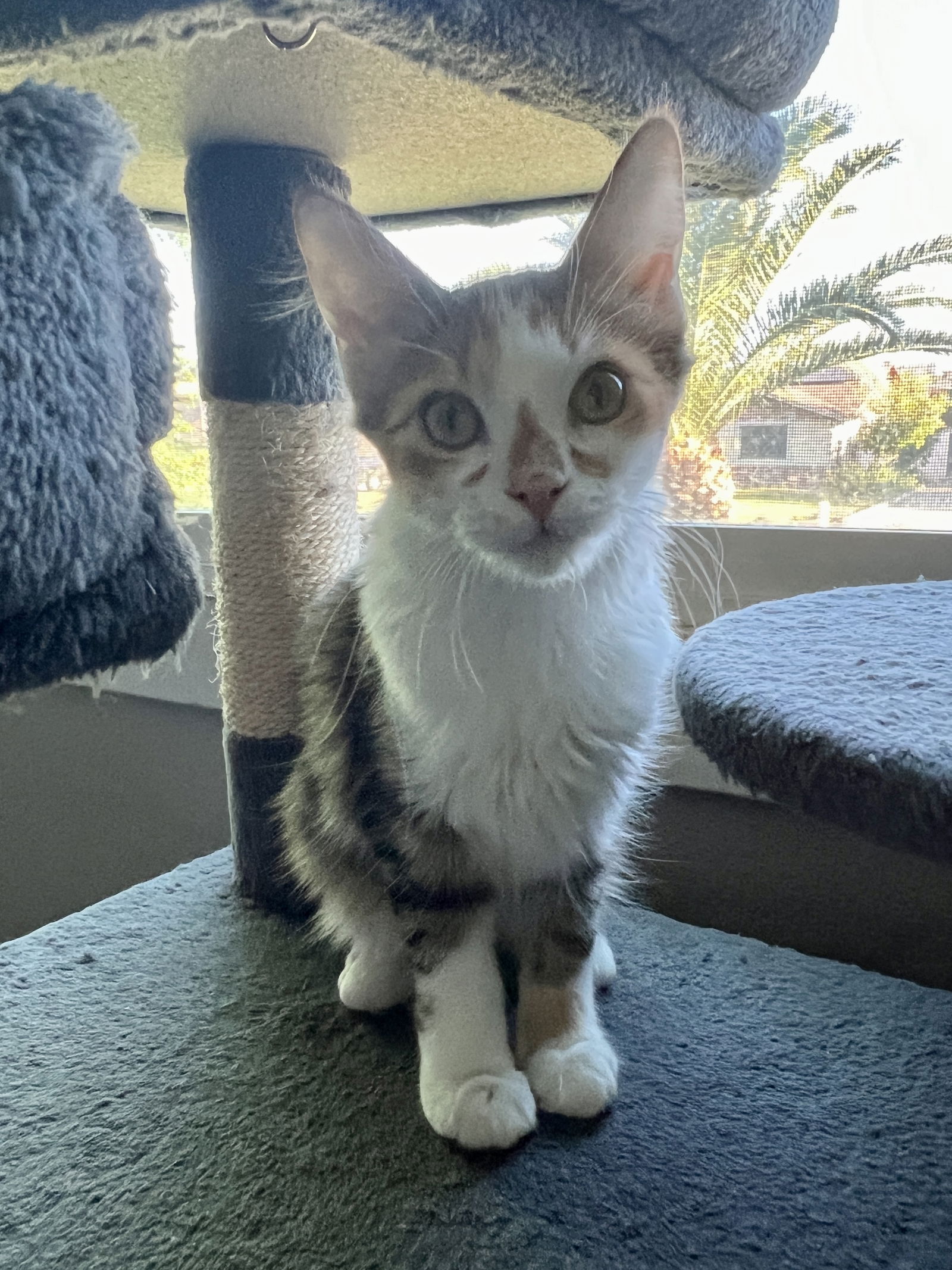 adoptable Cat in Glendale, AZ named Suzette