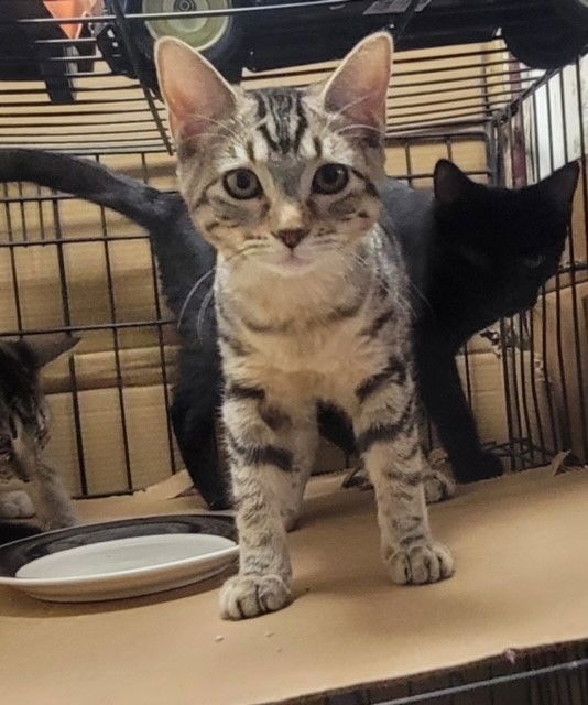 adoptable Cat in Phoenix, AZ named Cheyenne