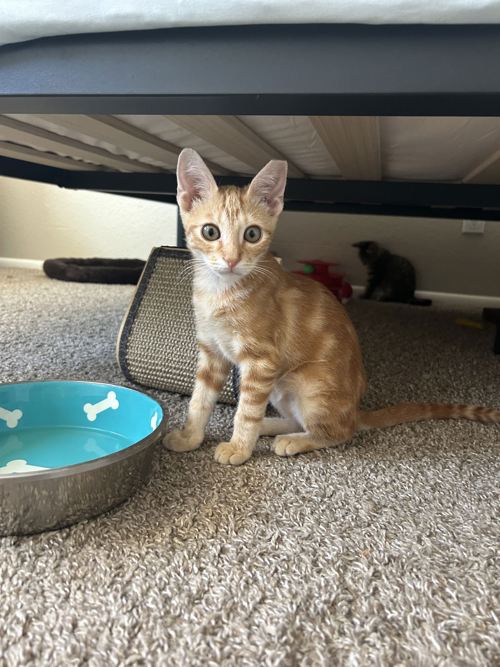 adoptable Cat in Phoenix, AZ named Liam