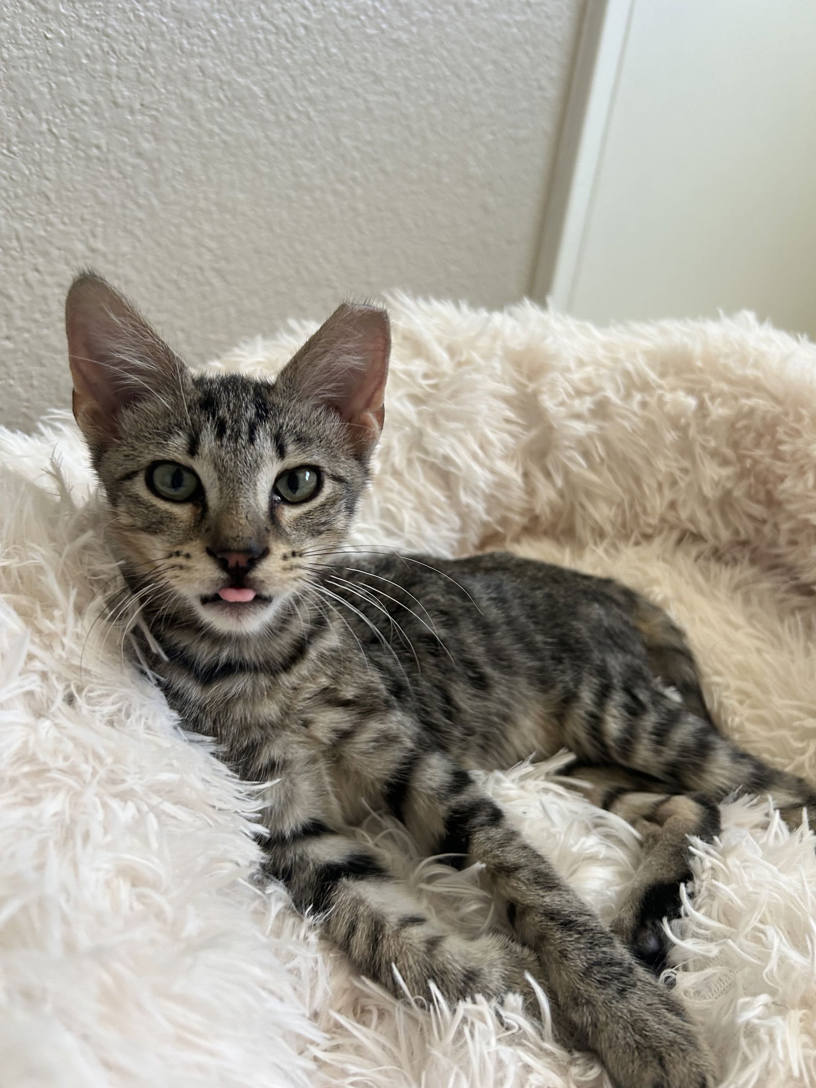 adoptable Cat in Phoenix, AZ named Rowan