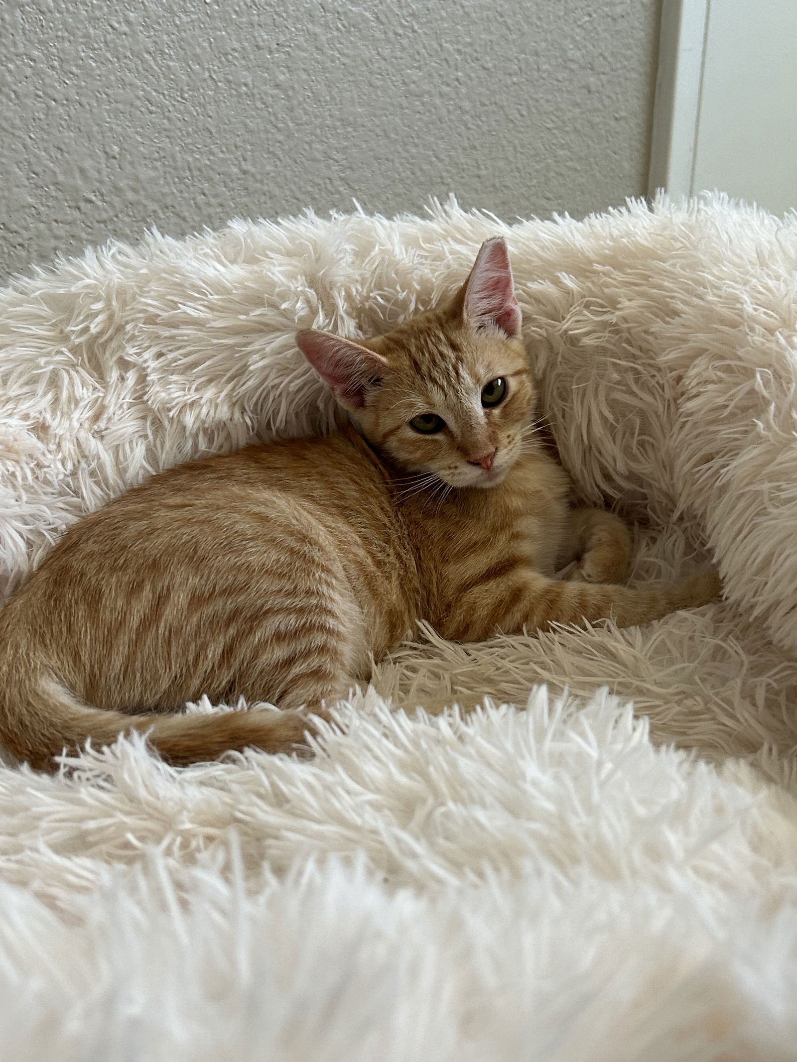 adoptable Cat in Phoenix, AZ named Seamus