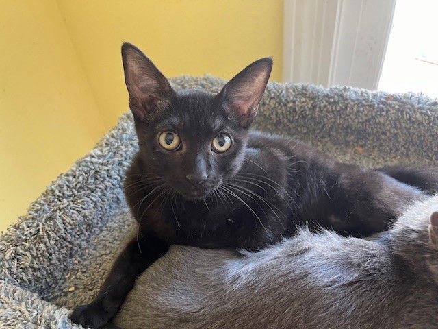 adoptable Cat in Phoenix, AZ named Onyx