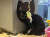 adoptable Cat in phoenix, AZ named Onyx