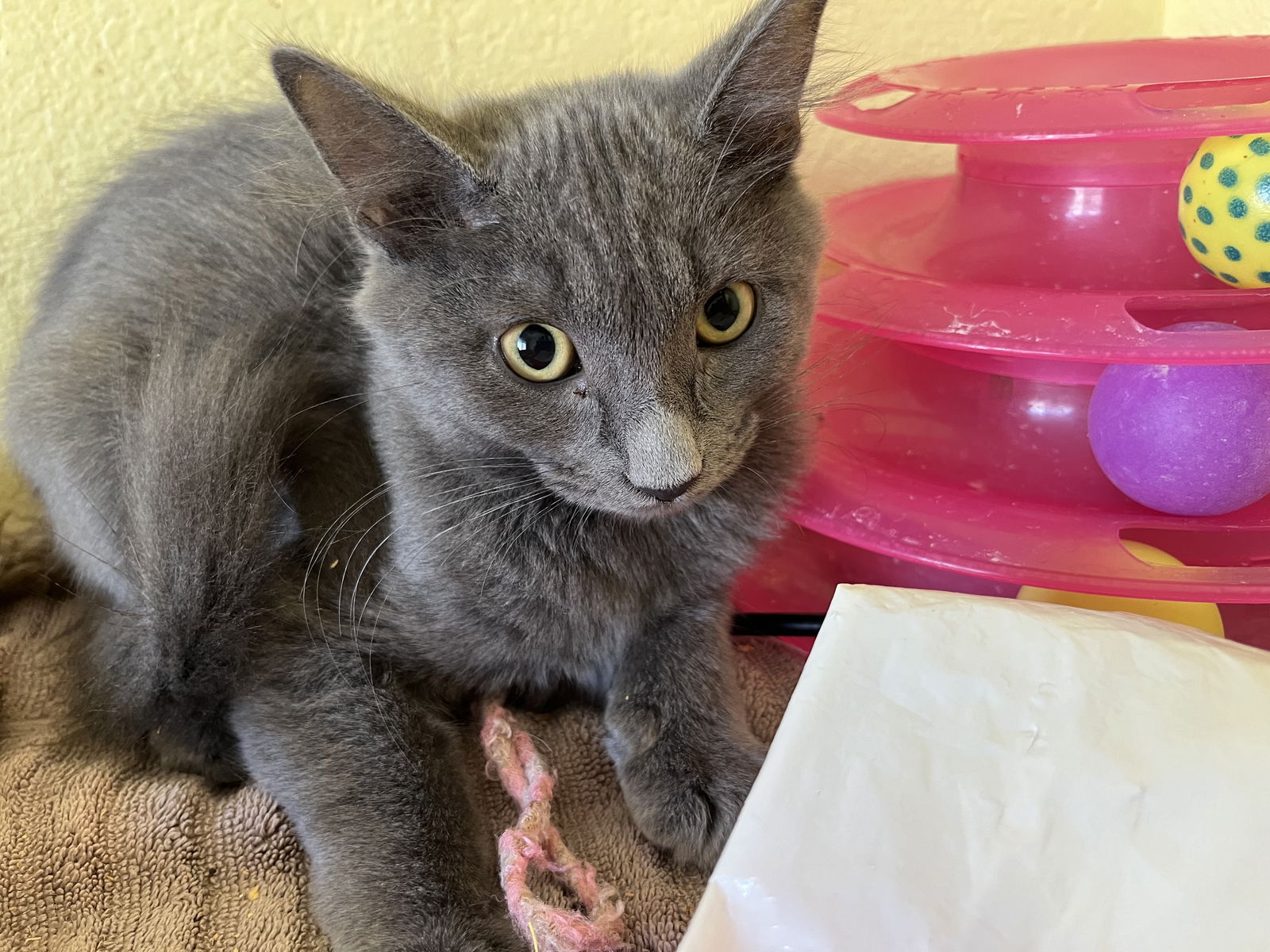 adoptable Cat in Phoenix, AZ named Topaz