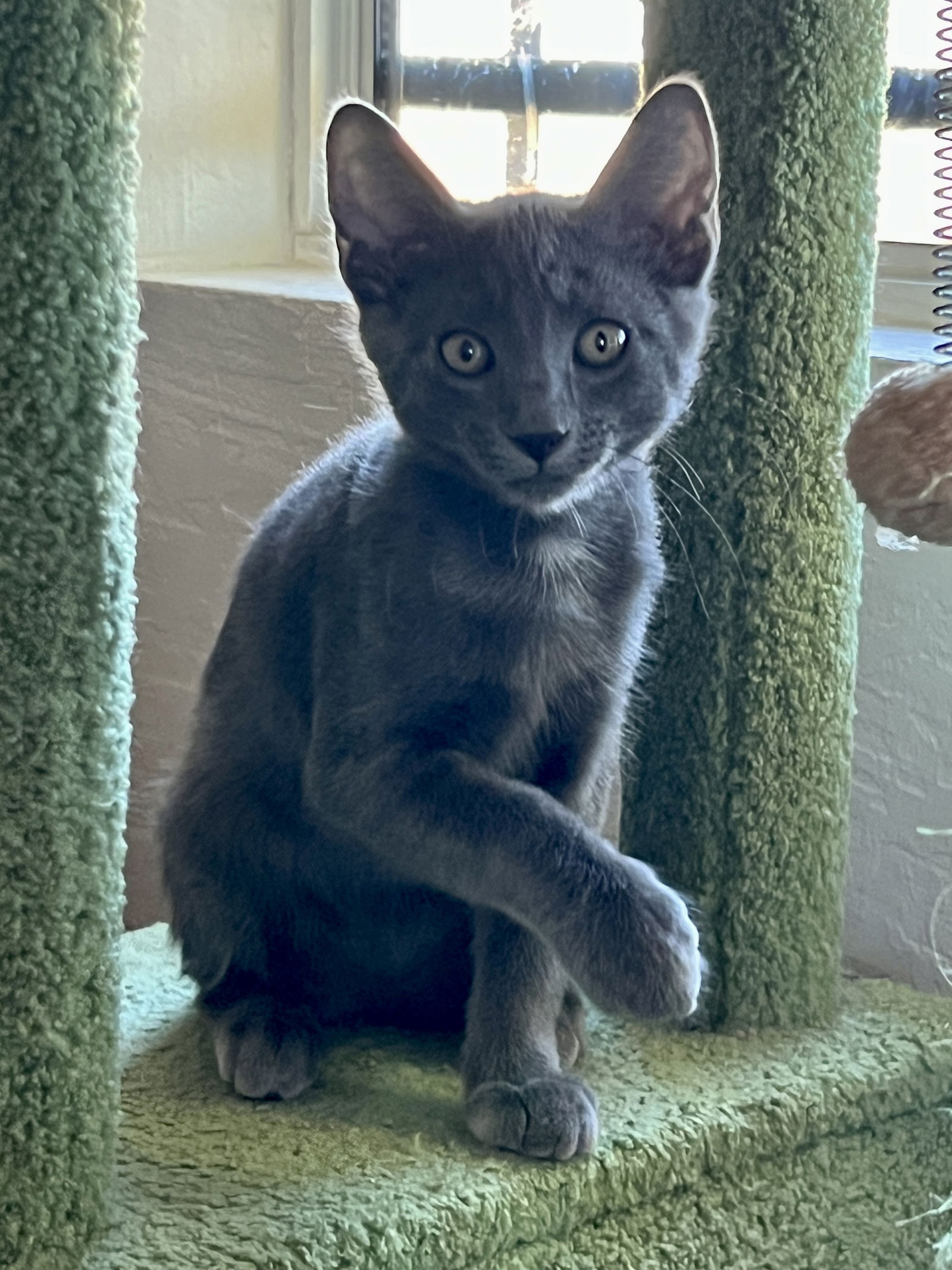 adoptable Cat in Phoenix, AZ named Rocky