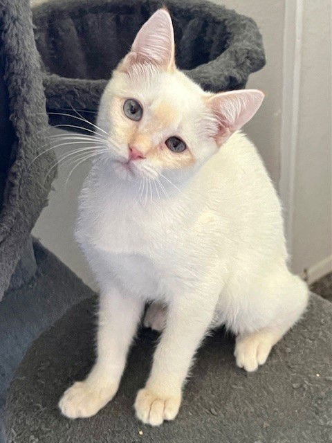 adoptable Cat in Phoenix, AZ named Toby