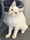 adoptable Cat in , AZ named Toby