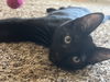 adoptable Cat in phoenix, AZ named Marshall