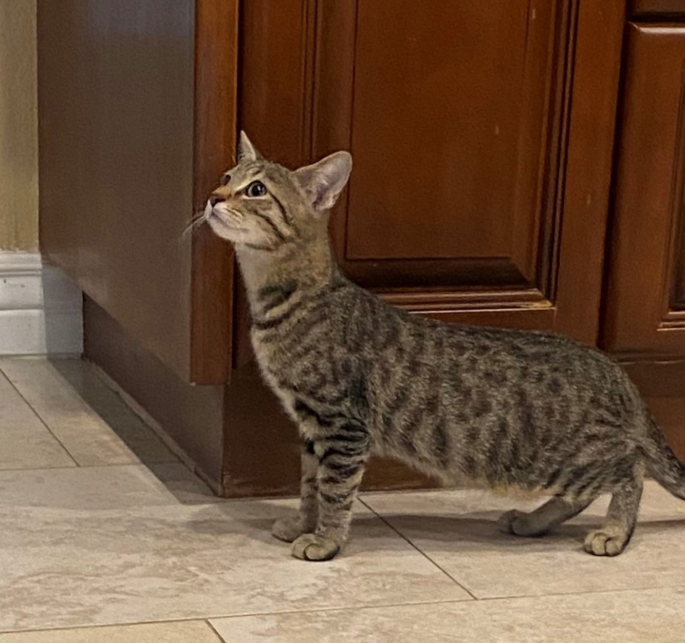 adoptable Cat in Phoenix, AZ named Tucker