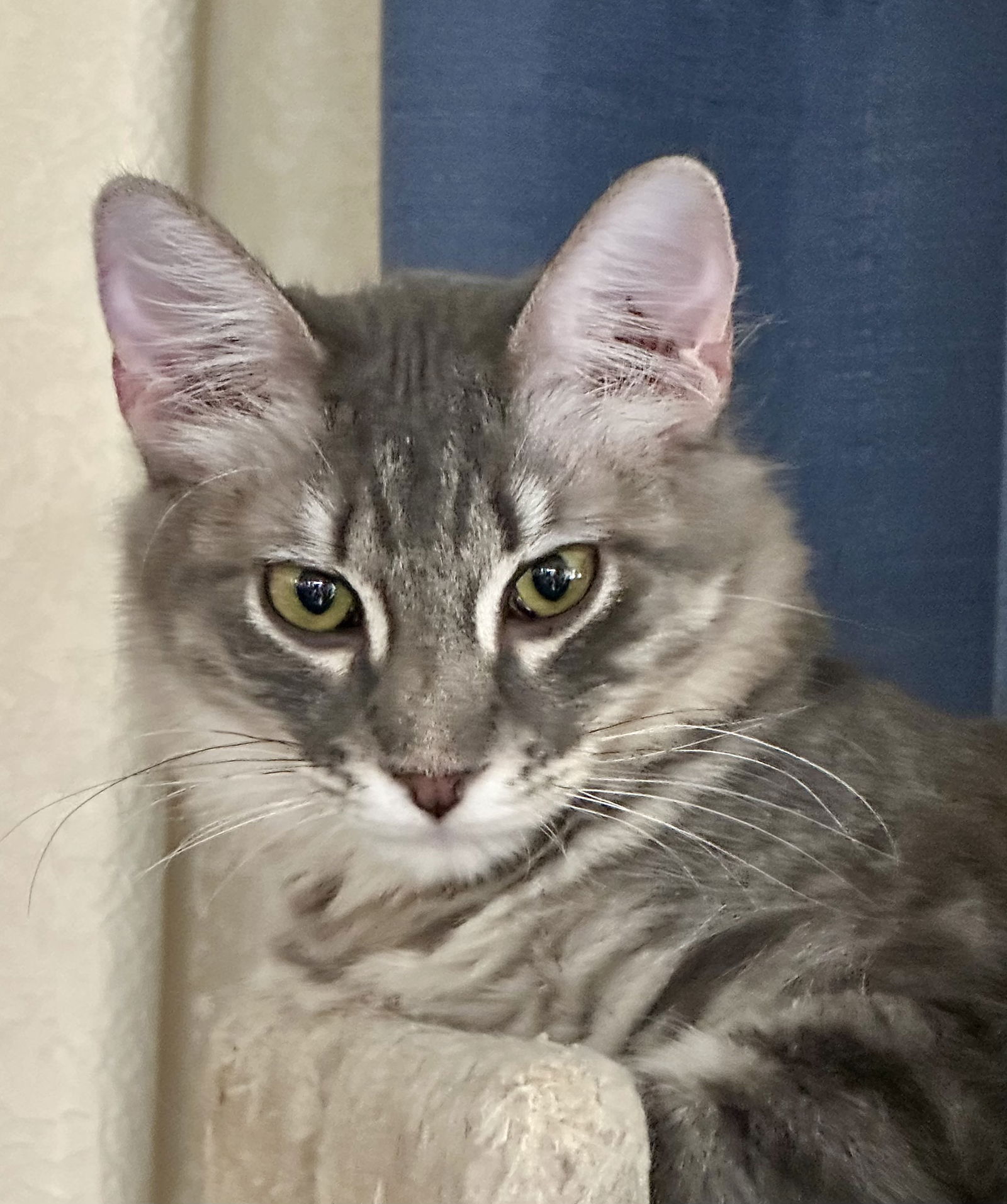 adoptable Cat in Phoenix, AZ named Ranger