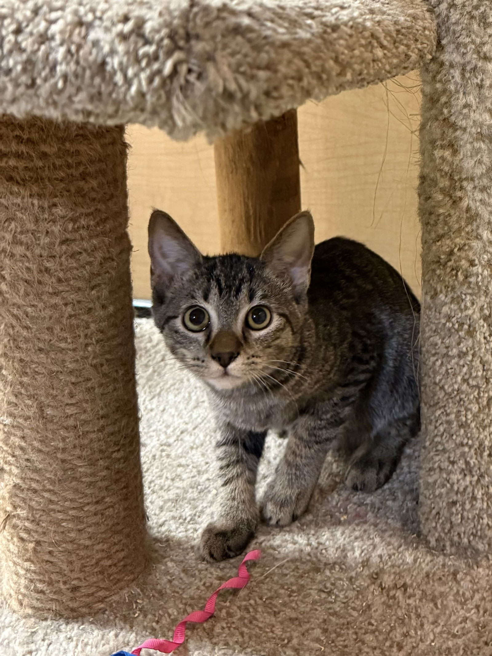 adoptable Cat in Glendale, AZ named Micah