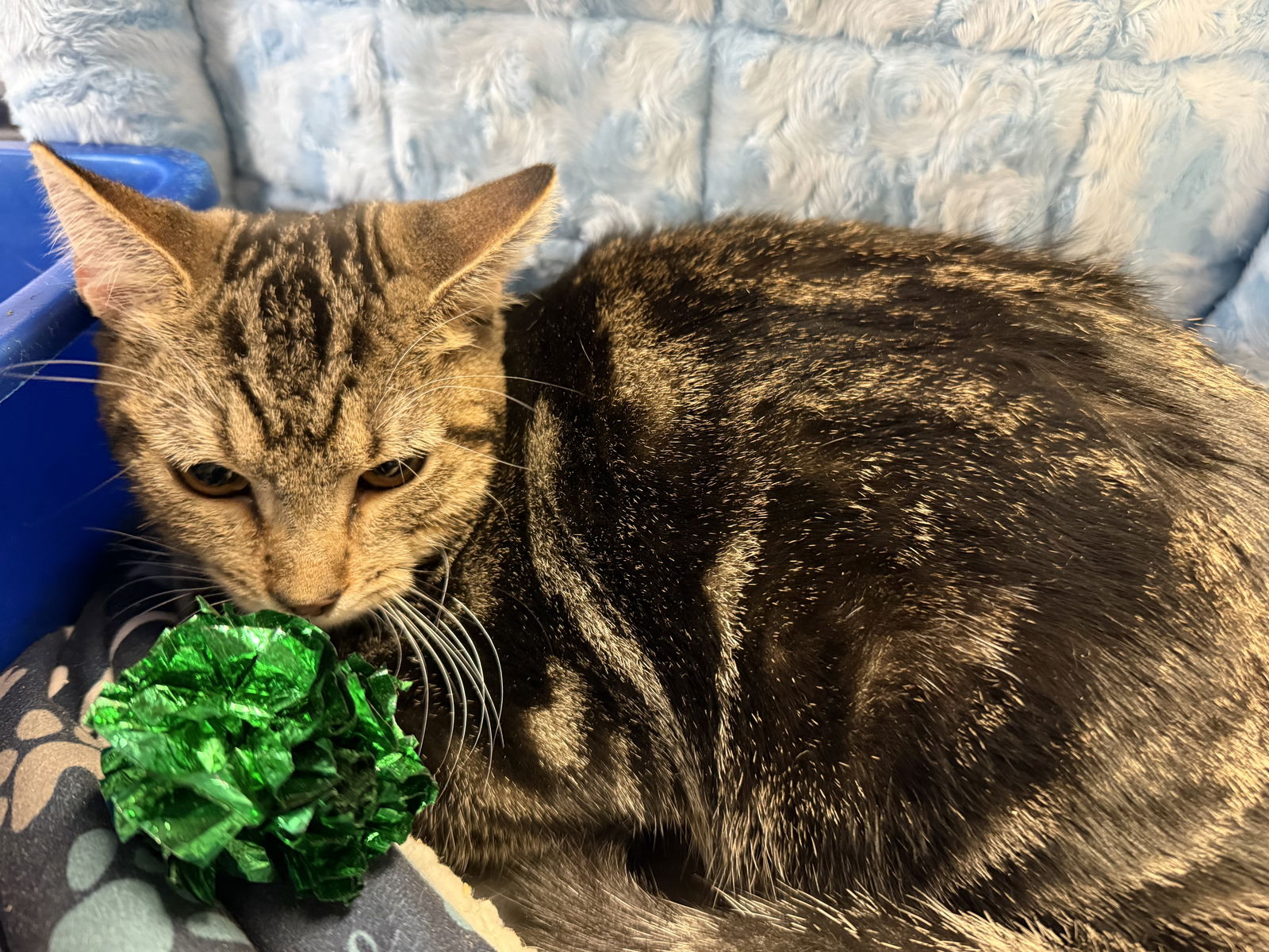 adoptable Cat in Phoenix, AZ named Heidi