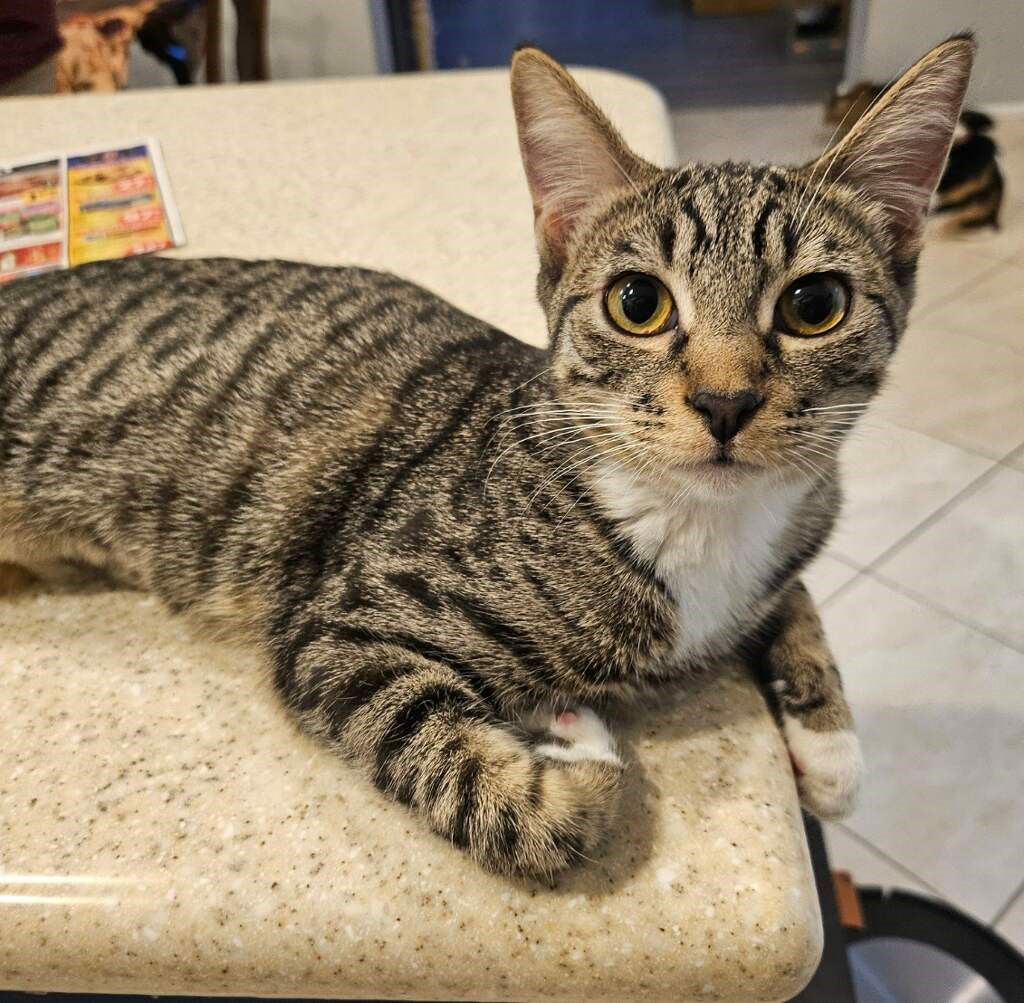 adoptable Cat in Phoenix, AZ named Penny