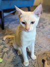 adoptable Cat in phoenix, AZ named Ms. Penny