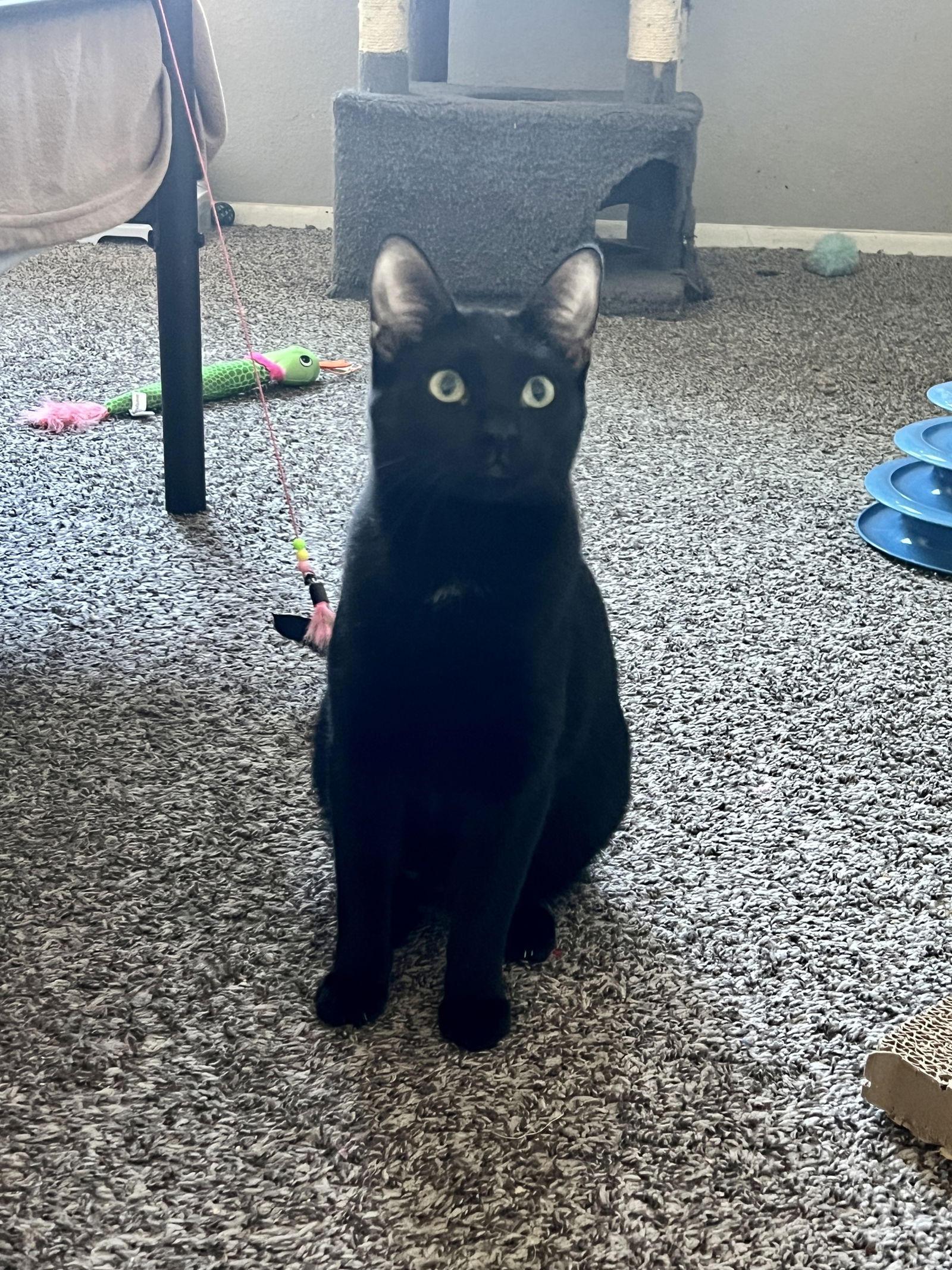 adoptable Cat in Phoenix, AZ named Milo